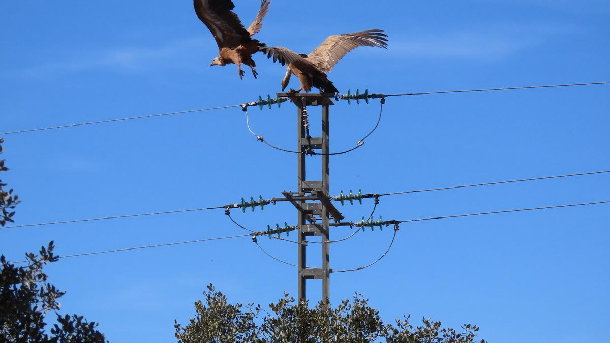 Proyecto Avifauna